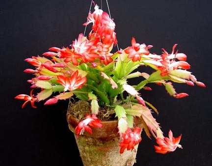  - SCHLUMBERGERA