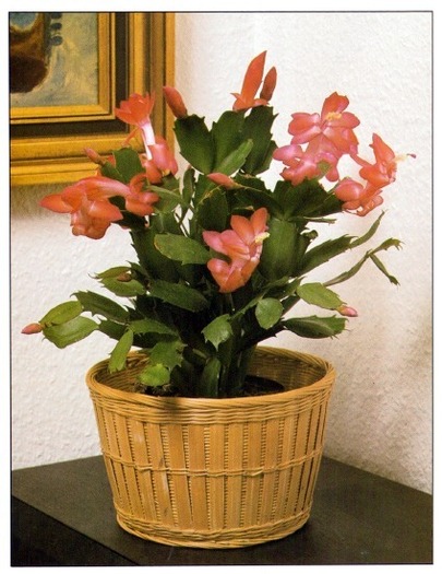  - SCHLUMBERGERA