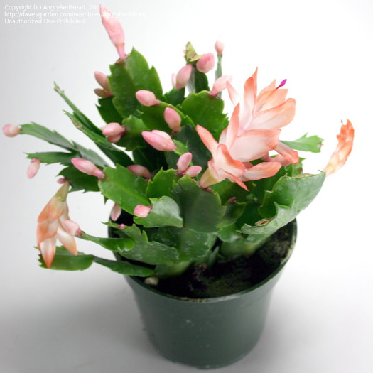 bc4937 - SCHLUMBERGERA