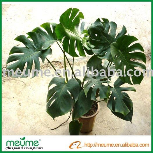 MONSTERA DELICIOSA SAU PHILODENDRON - PLANTE CU EFECTE TOXICE DIEFFENBACHIA