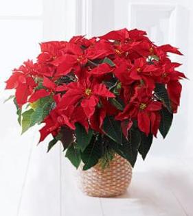 EUPHORBIA PULCHERRIMA POINSETTIA - PLANTE CU EFECTE TOXICE DIEFFENBACHIA