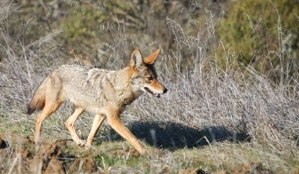 coyote