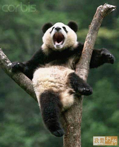poze-amuzante-panda - ursi panda