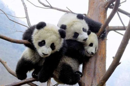 poze-haioase-usi-panda-amuzante - ursi panda
