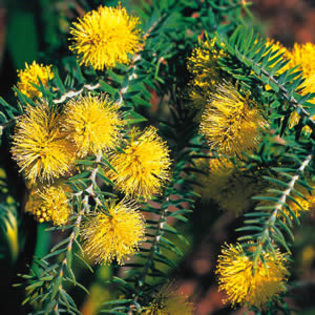 melaleuca incana