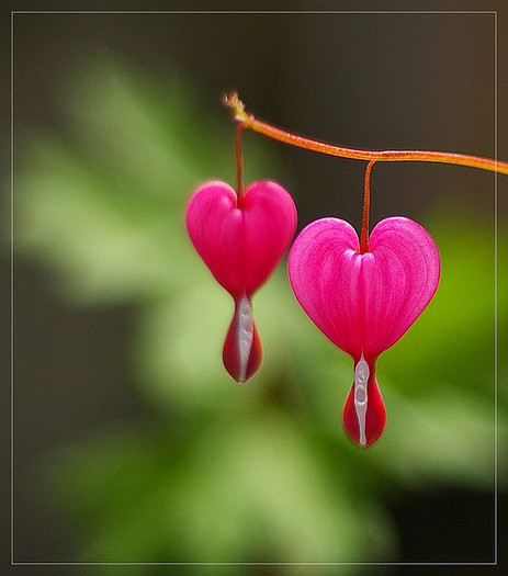 Dicentra spectabilis
