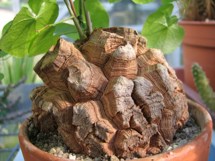 Dioscorea elephantipes