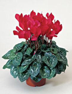 CYCLAMEN - PLANTE CU EFECTE TOXICE DIEFFENBACHIA