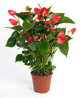 ANTHURIUM