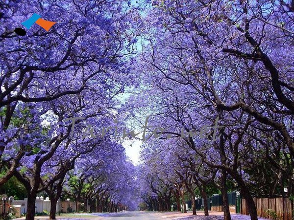 Jacaranda_mimosifolia