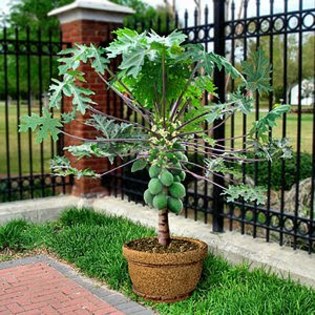 Papaya Dwarf (soi pitic)