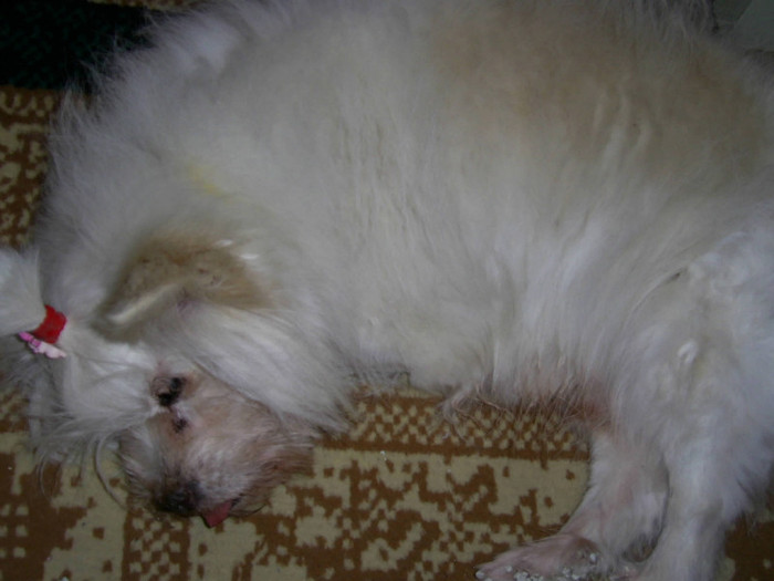 25 ian 2012 046