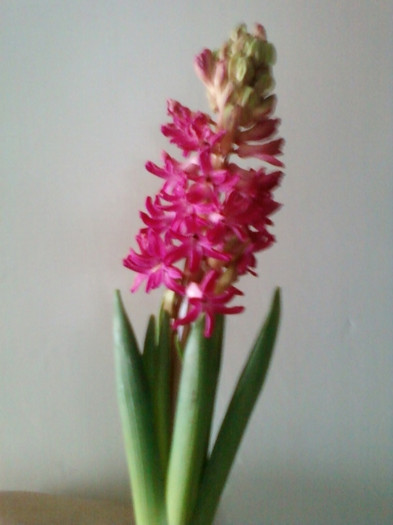 o floare de primavara  pt  lucky; decedat 7 febr 2012 ora 12:27
