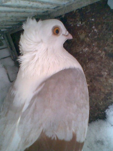 Grivă ochi galbeni