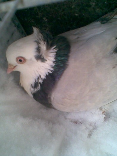 Aceeaşi e scoasă din perechea mea de viori moţaţi 