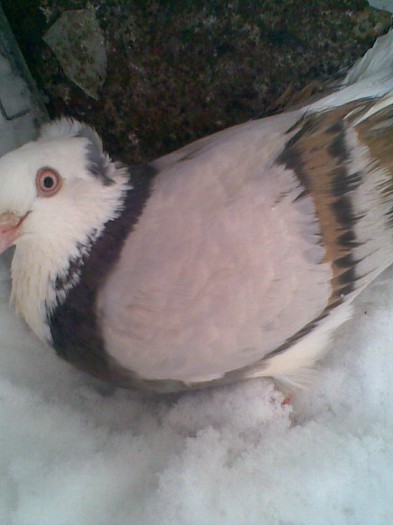 Bragagie pe vioriu motată - Porumbei mei