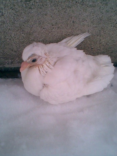 E acelaşi - Porumbei mei