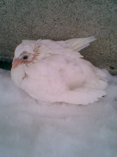 Pui alb moţat scos la min din dangalată moţata si alb motat