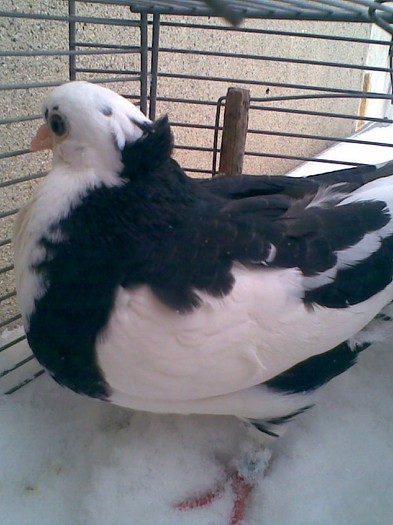 Pui breaz moţat e scos la mine din breji moţaţi ochi galbeni