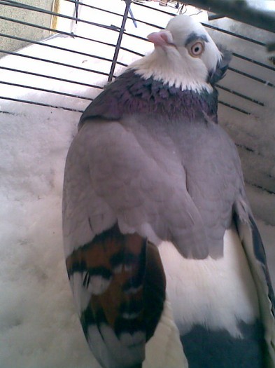 Viorie moţată sprîncenată