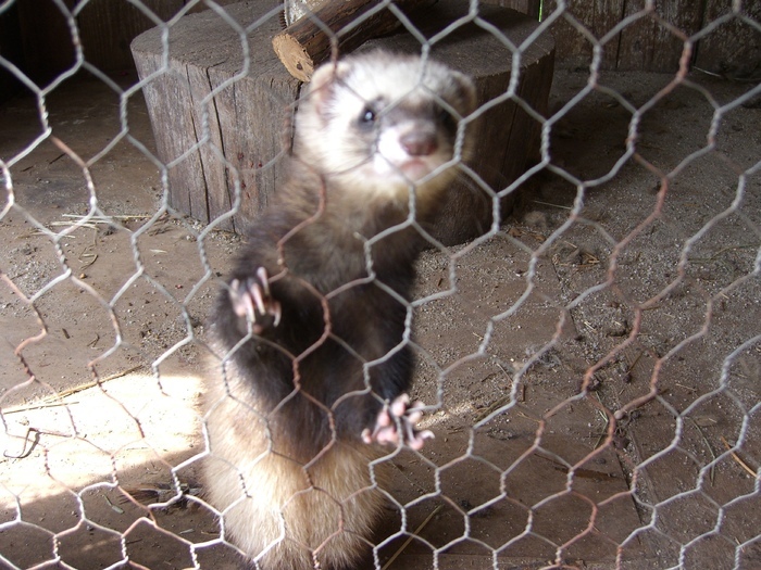 30285740_QWIYTRPBY - ferret