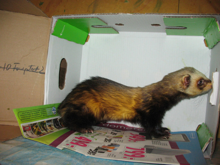 36642347_YTETLDOBJ - ferret