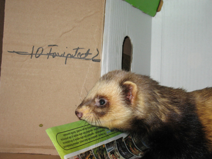 36642355_GAJLAPCFU - ferret