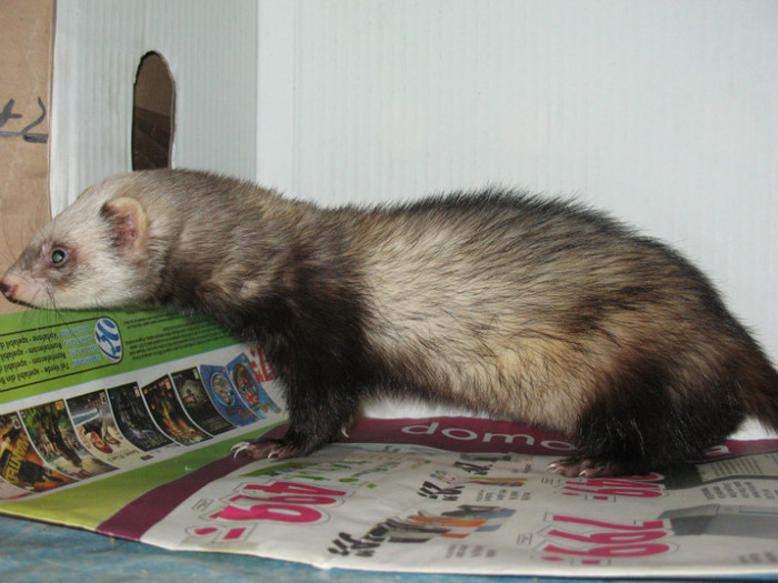 36642366_AIVKZVFVU - ferret