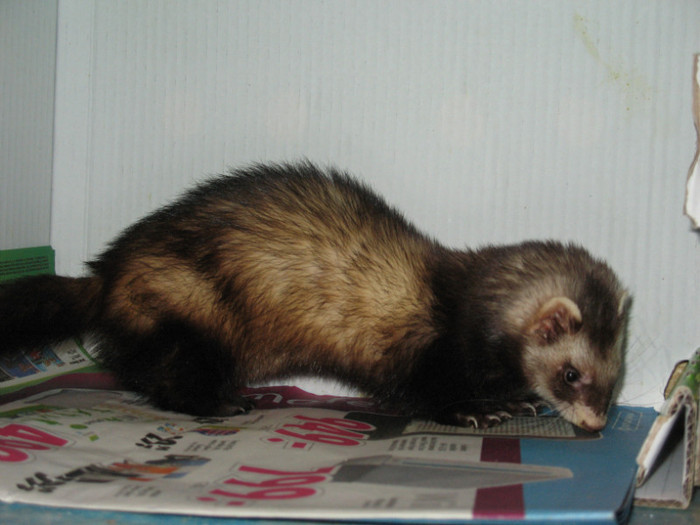 36642399_CGOAAMQAB - ferret