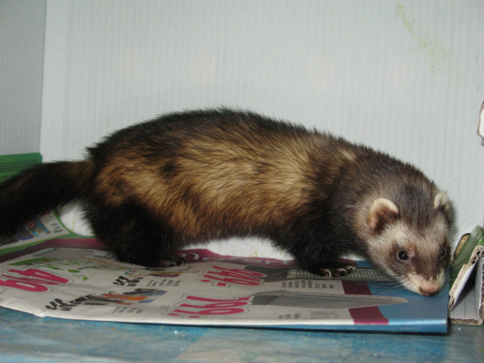 36642406_GLJDDGPZE - ferret