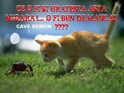 44ef8068775a1afe52a3449ccf9ac451 - 3  B  ANIMALE  3