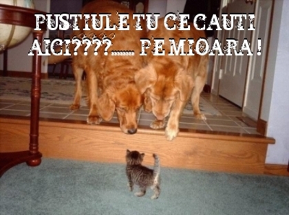  - 3  B  ANIMALE  3