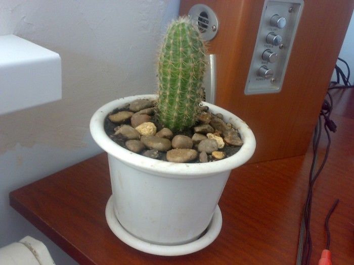 Cactus; nustiu cum se numeste
