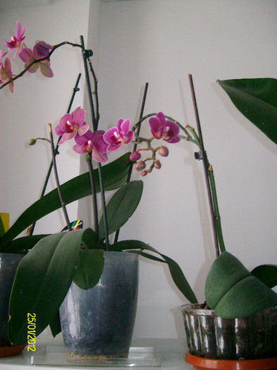 SANY0619 - orhidee1