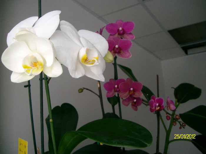 SANY0624 - orhidee1