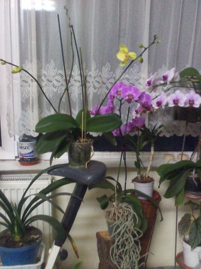 imediat ...7.02.2012