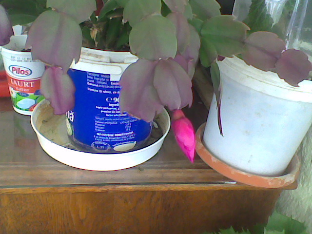 astept sa ma deschid - schlumbergera 2011_2012