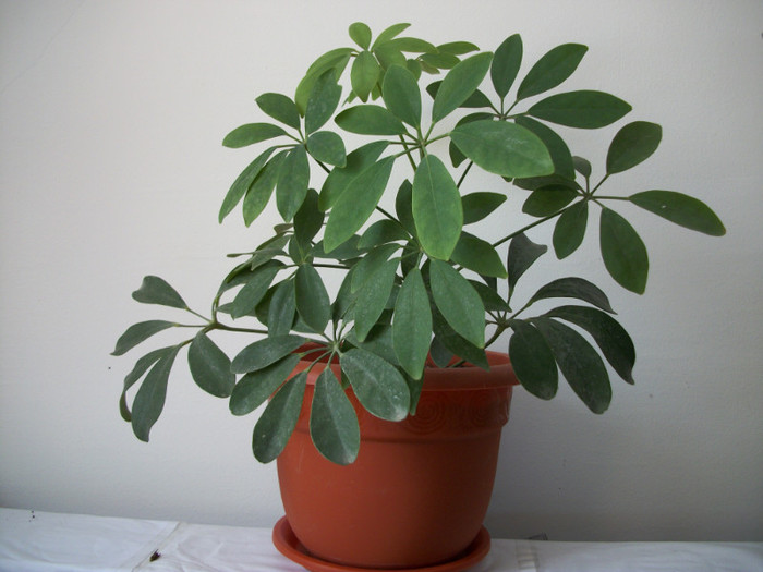 07 FEB  2012 - schefflera