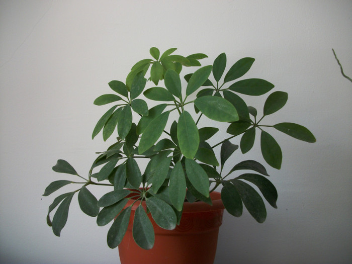 100_7064 - schefflera