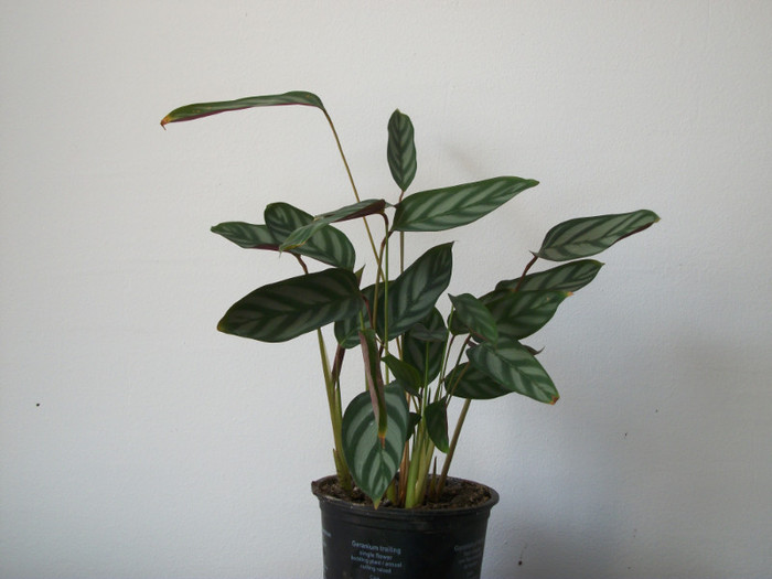 07 FEB 2012 - calathea