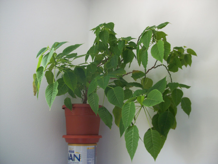 nu vrea sa  infloreasca!!! - poinsettia