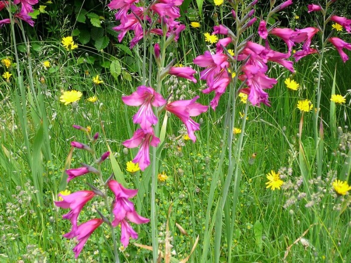 INDISPONIBIL Gladiolus communis ssp. byzantinus - Gladiole bulbi specii si altele