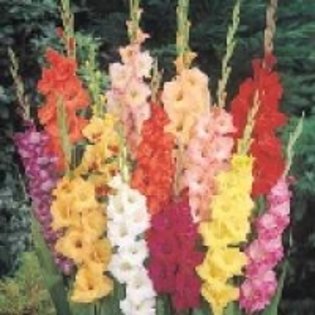 INDISPONIBIL gladiole mix flori mari - Gladiole bulbi specii si altele