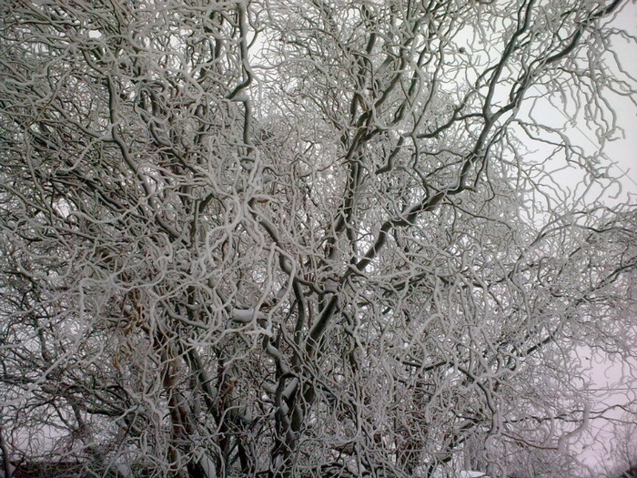 Image4090 - iarna in sat