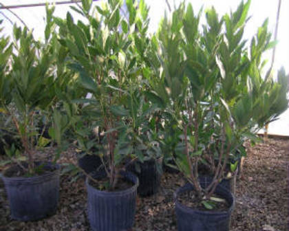 Illicium parviflorum (Small Anise-tree)$12.50; Small Anise-tree $12.50 in Georgia USA
