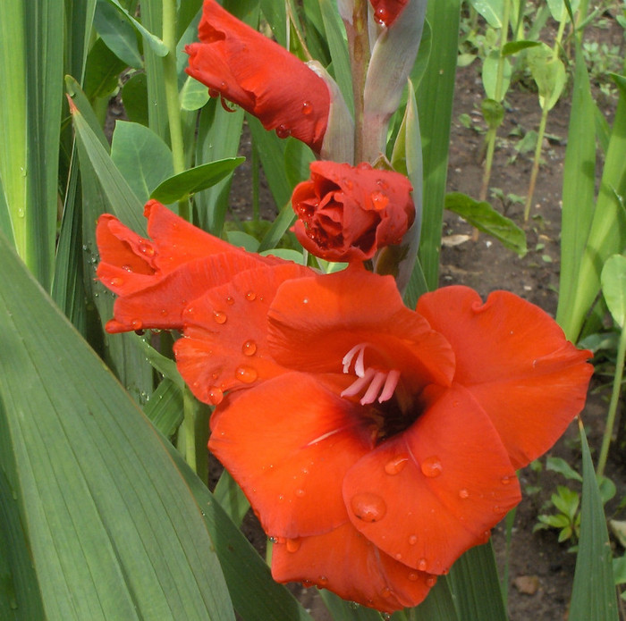 gladiola - florile mele anii trecuti