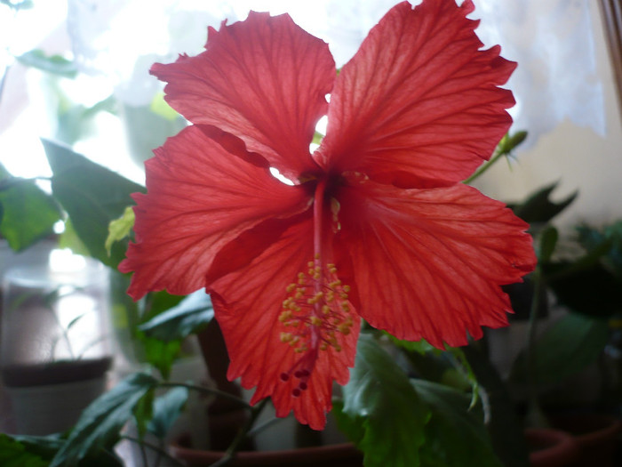 P1110467 - HIBISCUSI 2012-1