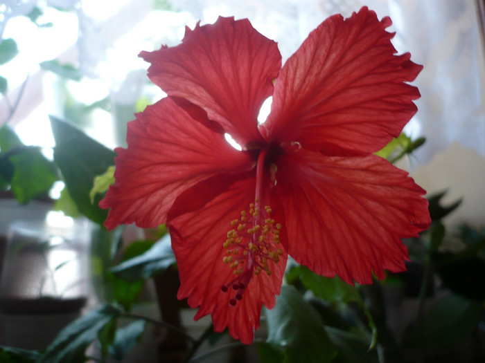 P1110468 - HIBISCUSI 2012-1