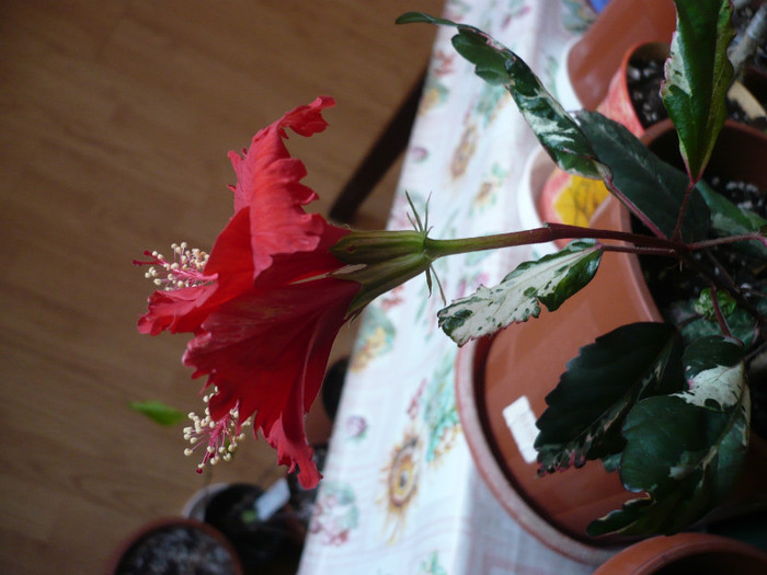 P1110483 - HIBISCUSI 2012-1