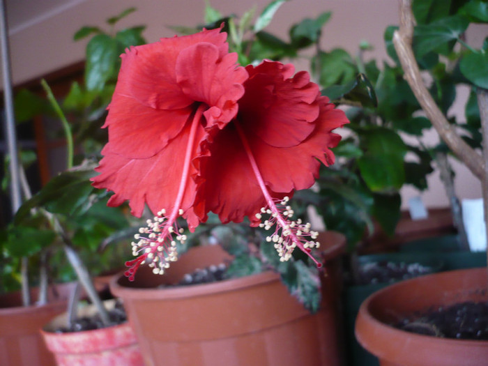 P1110484 - HIBISCUSI 2012-1
